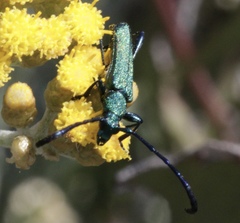 Hypocrites scabriusculus