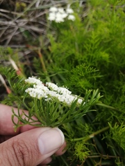 Dasispermum perennans