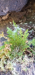 Selaginella lepidophylla