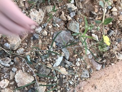 Haplophyton crooksii