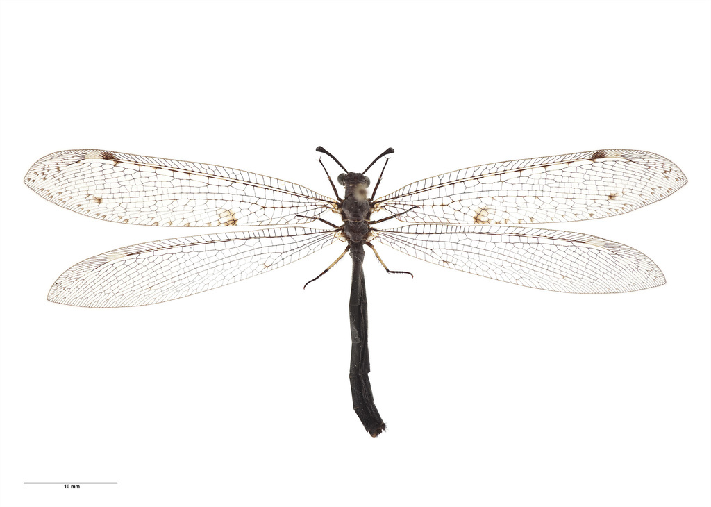 New Zealand antlion