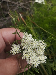 Dasispermum perennans