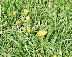 Taraxacum platycarpum