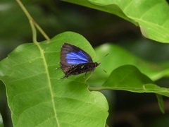 Arhopala abseus