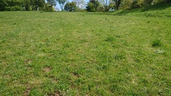 Taraxacum platycarpum