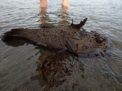 Hemitripterus americanus