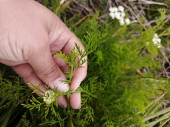 Dasispermum perennans