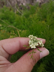 Dasispermum perennans