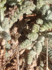 Chaenactis santolinoides