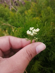 Dasispermum perennans