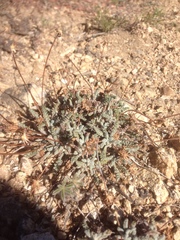 Chaenactis santolinoides