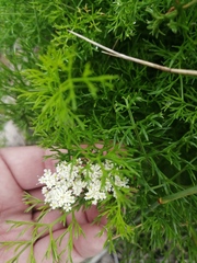Dasispermum perennans