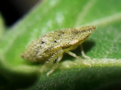 Xerophloea