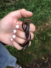 Storeria occipitomaculata