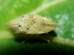 Xerophloea