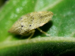 Xerophloea