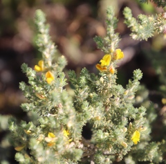 Aspalathus muraltioides