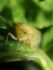 Xerophloea