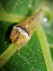 Xerophloea