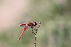 Tramea insularis