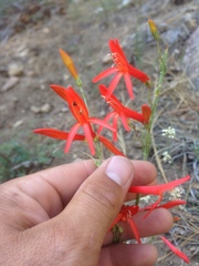 Penstemon labrosus