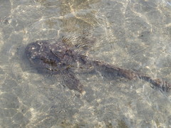 Hemitripterus americanus