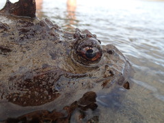 Hemitripterus americanus
