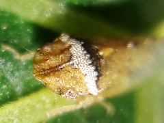 Xerophloea