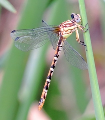 Erpetogomphus compositus