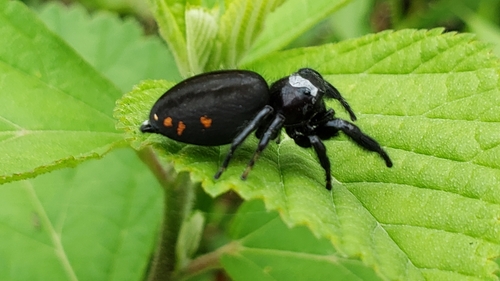 Paraphidippus funebris