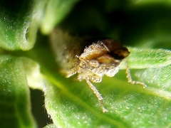 Xerophloea