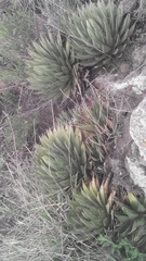 Agave filifera