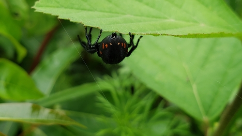 Paraphidippus funebris