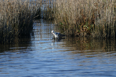 Calidris pugnax