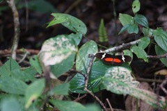 Heliconius clysonymus montanus