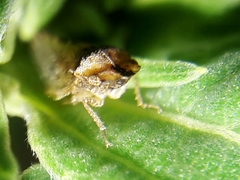 Xerophloea