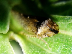Xerophloea