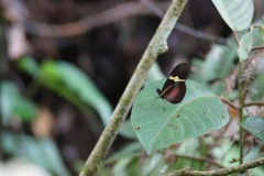 Heliconius clysonymus montanus