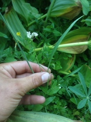Perideridia parishii latifolia