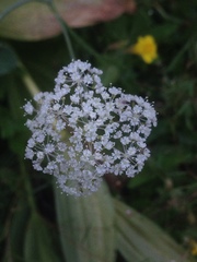 Perideridia parishii latifolia