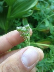 Perideridia parishii latifolia