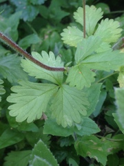 Potentilla biennis