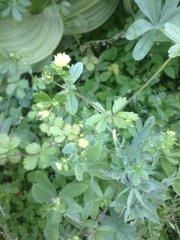 Potentilla biennis