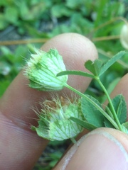 Trifolium cyathiferum
