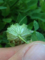 Trifolium cyathiferum