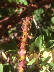 Arctostaphylos parryana
