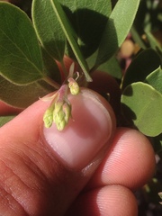 Arctostaphylos parryana