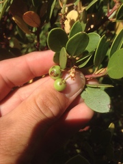 Arctostaphylos parryana