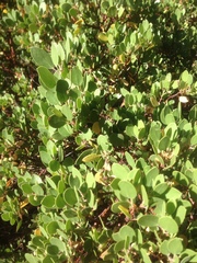 Arctostaphylos parryana