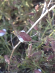 Cordylanthus nevinii